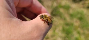 大和蜂蜜與MeetsProducts