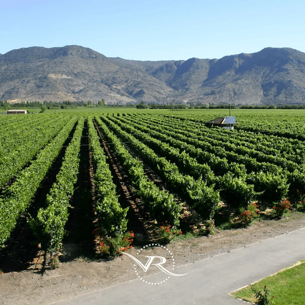 拉瓦娜酒莊葡萄園